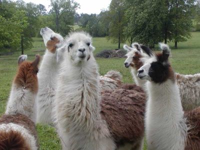 Llama Committee